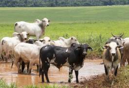 belofloripa-agro-cattle-s